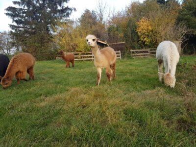 Braunschweig: Alpaca Trekking Tour - Where You Start: Südsee-Weide, Hotel Aquarius, and the Alte Leipziger Str.