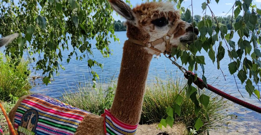 Braunschweig: Alpaca Trekking Tour - Photo Stop at the Viewpoint: More Time for the Shots You Want
