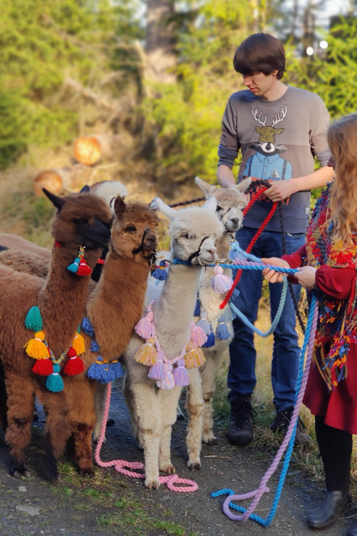 Braunschweig: Alpaca Trekking Tour - Back at the Facilities: Cuddles With Pepe and Friends