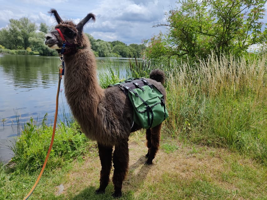 Braunschweig: Alpaca Trekking Tour - The Optional Restaurant Break: Coffee and Local Snacks (and Cake on Some Dates)