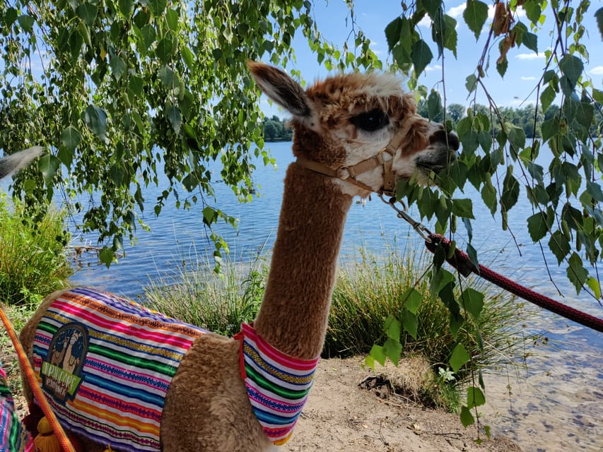 Braunschweig: Alpaca Trekking Tour - What It Means That You Guide an Alpaca (Not Just Watch)
