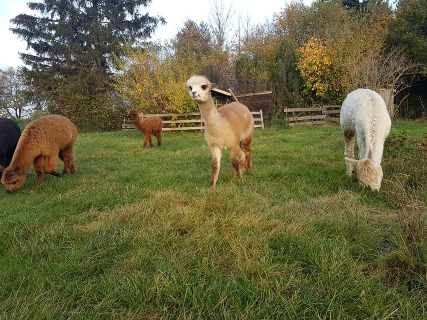 Braunschweig: Alpaca Trekking Tour - Where You Start: Südsee-Weide, Hotel Aquarius, and the Alte Leipziger Str.