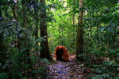 Bukit Lawang Berastagi 4 Days 3 Nights Volcano & Jungle Trekking - Day 2 in Gunung Leuser National Park: Orangutans, Gibbons, and Morning Trek Logic