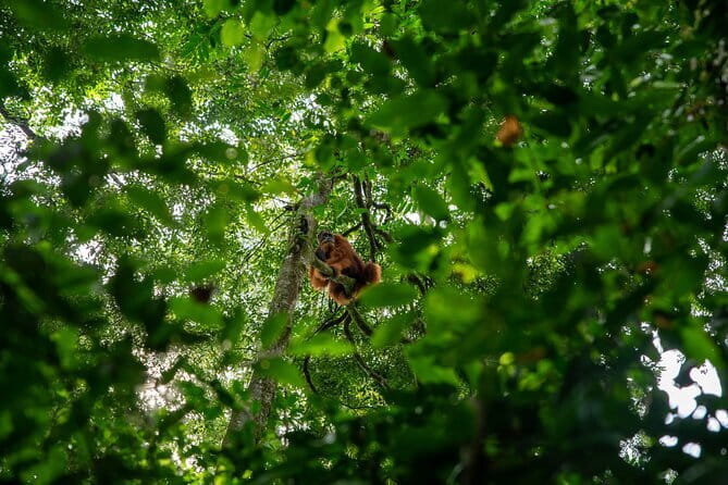 Bukit Lawang Berastagi 4 Days 3 Nights Volcano & Jungle Trekking - Guide and Driver Quality: The Real Difference Between a Trip and an Experience