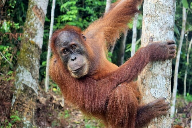 Bukit Lawang Berastagi 4 Days 3 Nights Volcano & Jungle Trekking - Price and Value for $415.50: What You’re Actually Getting