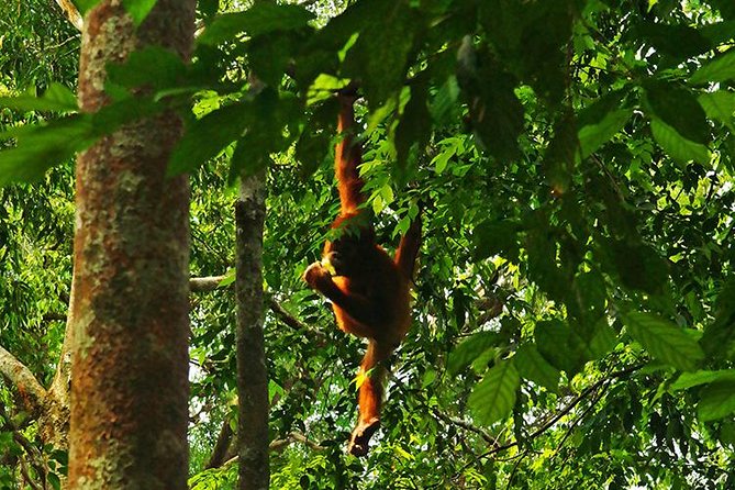 Bukit Lawang Full Day Jungle Trek - Bukit Lawang Jungle Trek: What You’re Paying For