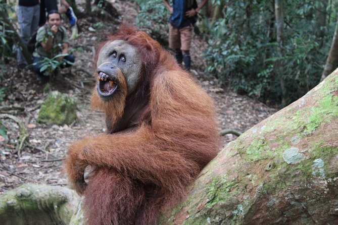 Bukit Lawang Full Day Jungle Trek - Gunung Leuser National Park: Why This Permit Matters