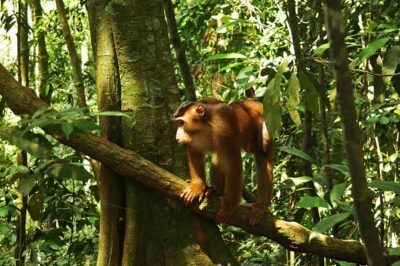 Bukit Lawang Full Day Jungle Trek - 9:00 AM Pickup and the Small-Group Benefit (Max Nine)
