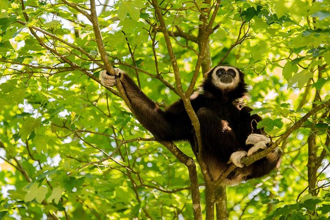 Bukit Lawang Full Day Jungle Trek - Orangutans and Friends: What You Can Look For