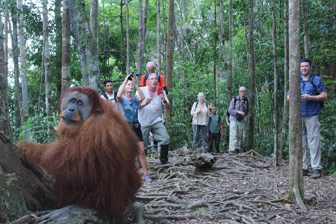 Bukit Lawang Full Day Jungle Trek - Return Options: Walk It Off or Tubing the River