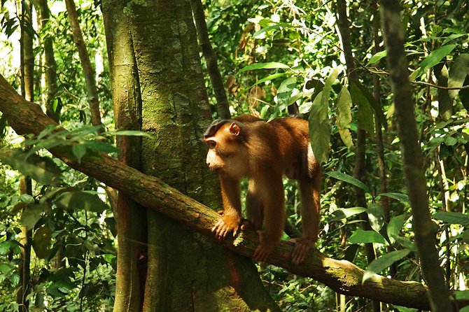 Bukit Lawang Full Day Jungle Trek - 9:00 AM Pickup and the Small-Group Benefit (Max Nine)