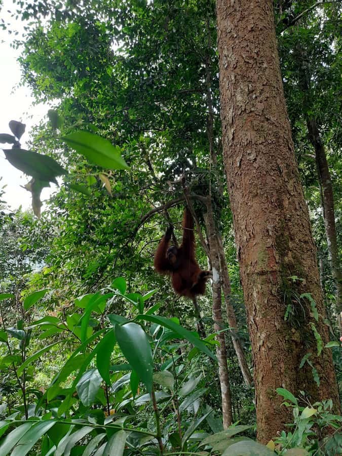 Bukit Lawang: Jungle Trekking and Rafting Day Trip - Why This One-Day Bukit Lawang Combo Works