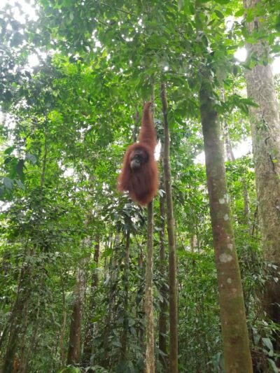 Bukit Lawang: Jungle Trekking and Rafting Day Trip - Getting There: Hotel Pickup from Medan or Kualanamu