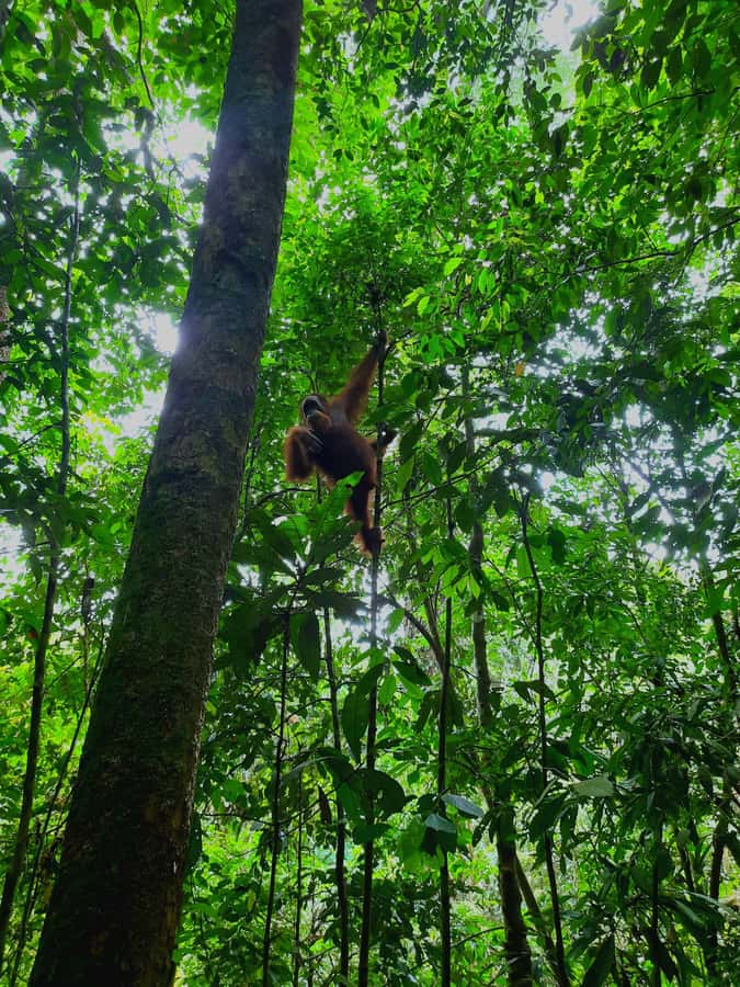 Bukit Lawang: Jungle Trekking and Rafting Day Trip - What to Bring: Shoes, Repellent, and a Water-Ready Plan
