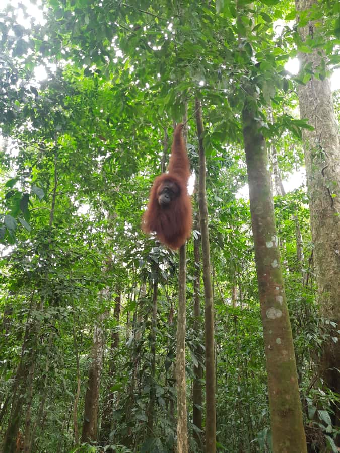 Bukit Lawang: Jungle Trekking and Rafting Day Trip - Getting There: Hotel Pickup from Medan or Kualanamu