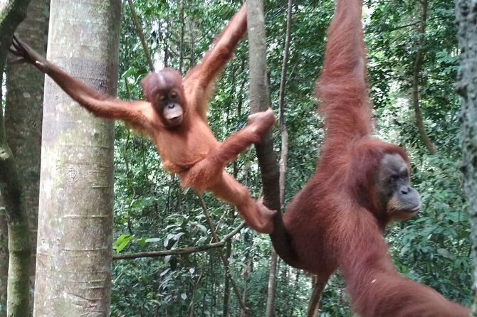 Bukit lawang tour 3days-2 night jungle trekking including rafting - Price and what you’re actually getting for $193.50