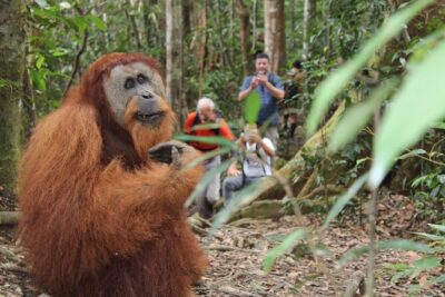 Bukit lawang tour 3days-2 night jungle trekking including rafting - Day 1 in Gunung Leuser: 9:00 pickup and a 5–6 hour rainforest start