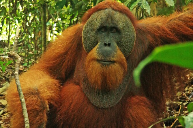 Bukit lawang tour 3days-2 night jungle trekking including rafting - Day 3: your morning choice, then back to Bukit Lawang by lunch