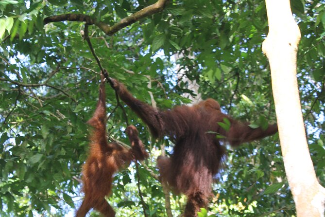 Bukit lawang tour 3days-2 night jungle trekking including rafting - The guides make the difference: English, ITGA-HPI certification, and names you might get