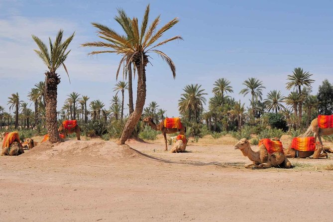 Camel Trek Around Marrakech Palmeraie - Hotel Pickup and Air-Conditioned Minivan: Where Comfort Starts