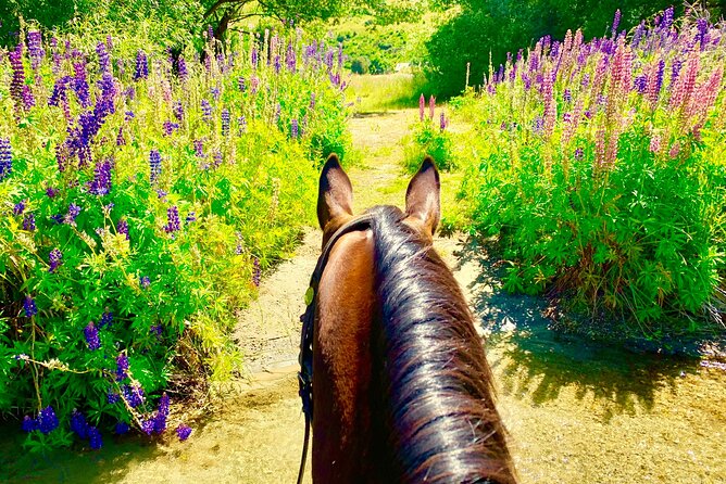 Cardrona High Country Pub Trail Horse Riding Trek (Intermediate+) - Working cattle farm sections: more than a scenic photo stop
