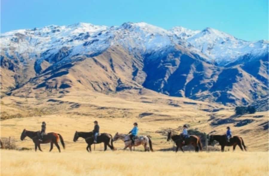 Cardrona Valley: Horse Trekking Experience - The Horses: Calm Personalities and Your Match Matters