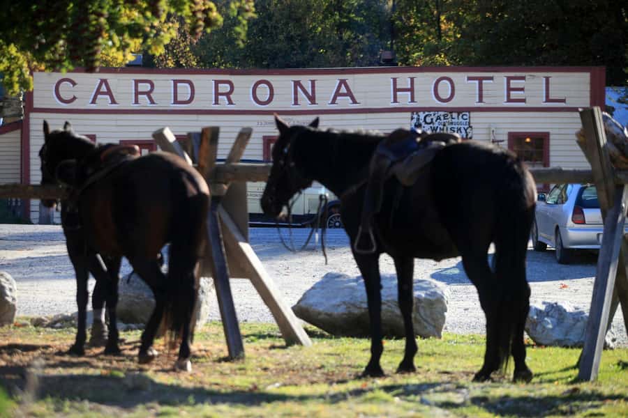 Cardrona Valley: Horse Trekking Experience - Before the Trails: Your One-on-One Lesson and Loose-Rein Confidence