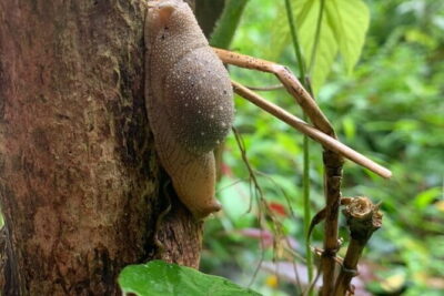 Cat Ba National Park Full Day Trekking Tour to Viet Hai Village - Cat Ba National Park: entrance fee included and wildlife on the trail