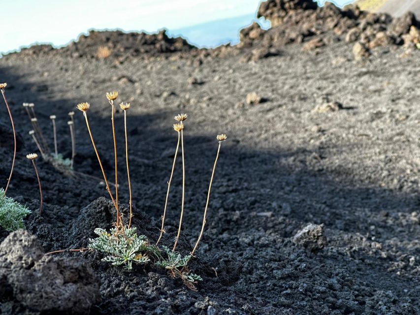 Catania: Etna Morning or Sunset Trek with Lava Tunnel & Gear - Walking Etna’s Lunar Terrain: Craters, Lava Desert, and Unique Plants