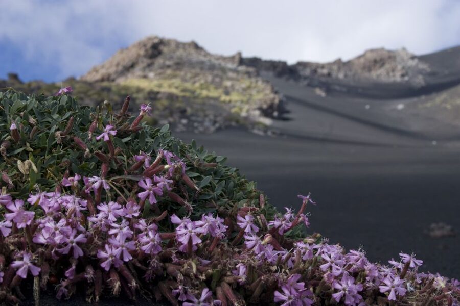 Catania: Etna Morning or Sunset Trek with Lava Tunnel & Gear - The Lava Flow Cave Stop: Why Going Inside Is Worth It