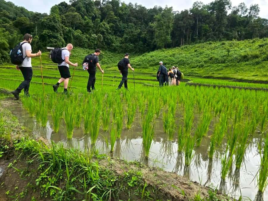 Chiang Mai: 1-Day Trekking Experience to Village & Waterfall - Best season matters: rice fields in Mae Wang (and when to go)