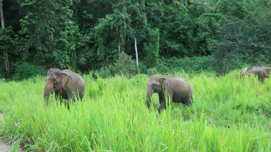 Chiang Mai: 2-Day Jungle Trek with Elephant Farm & Raft Ride - Karen Hill Tribe Overnight: Hospitality With Real Structure