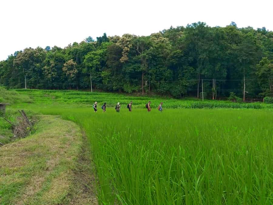 Chiang Mai: 2-Day Jungle Trek with Elephant Farm & Raft Ride - Next Morning Trek: Quick Breakfast, Then More Footsteps