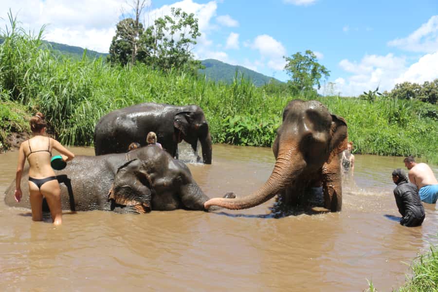 Chiang Mai: 2 Days, 1 Night Non-Tourist Trek - Elephant camp ethics and expectations