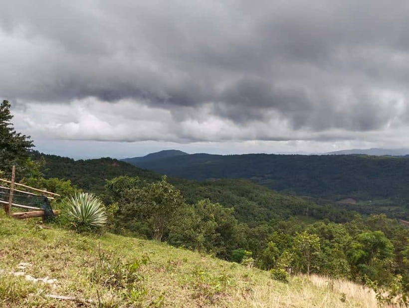 Chiang Mai Authentic Trekking - The trek itself: rice fields, evergreen forest, and plant knowledge