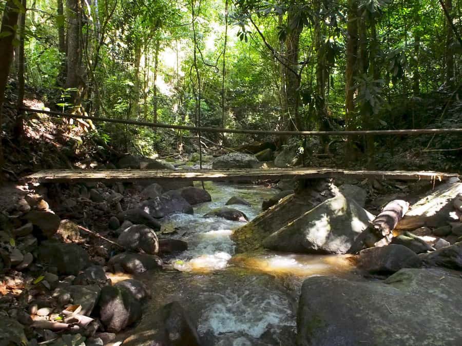 Chiang Mai: Chiang Dao Caves and Jungle Trek with Lunch - Market Lunch and the Village Trailhead