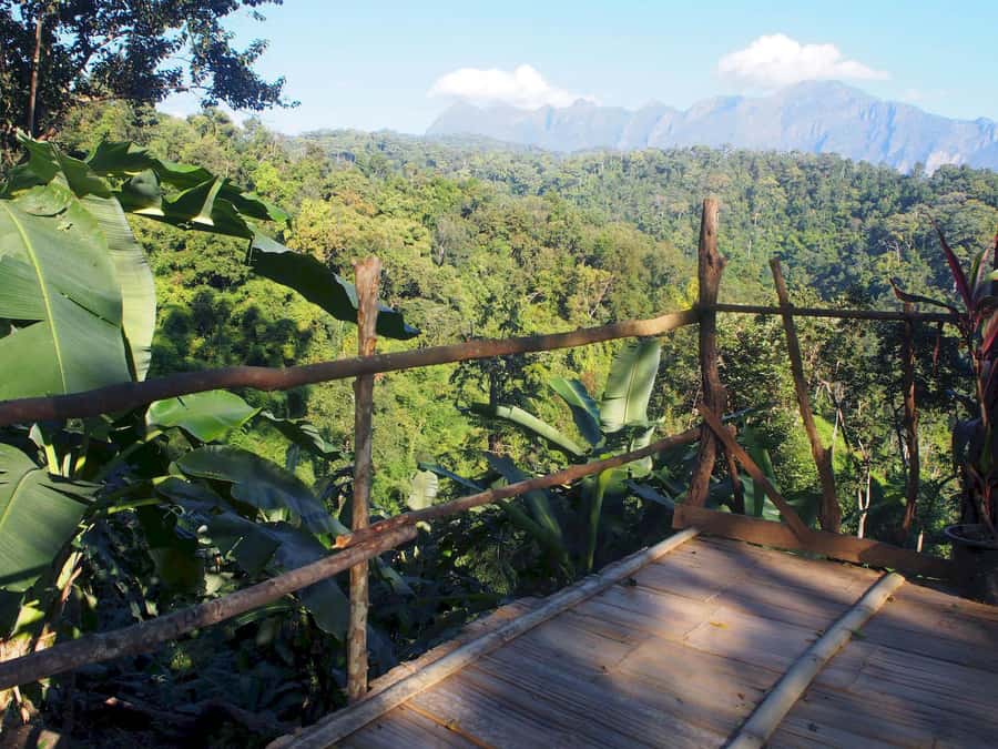 Chiang Mai: Chiang Dao Caves and Jungle Trek with Lunch - The 6 km Jungle Trek: Coffee Trees, 21 River Crossings, and Wet Footing
