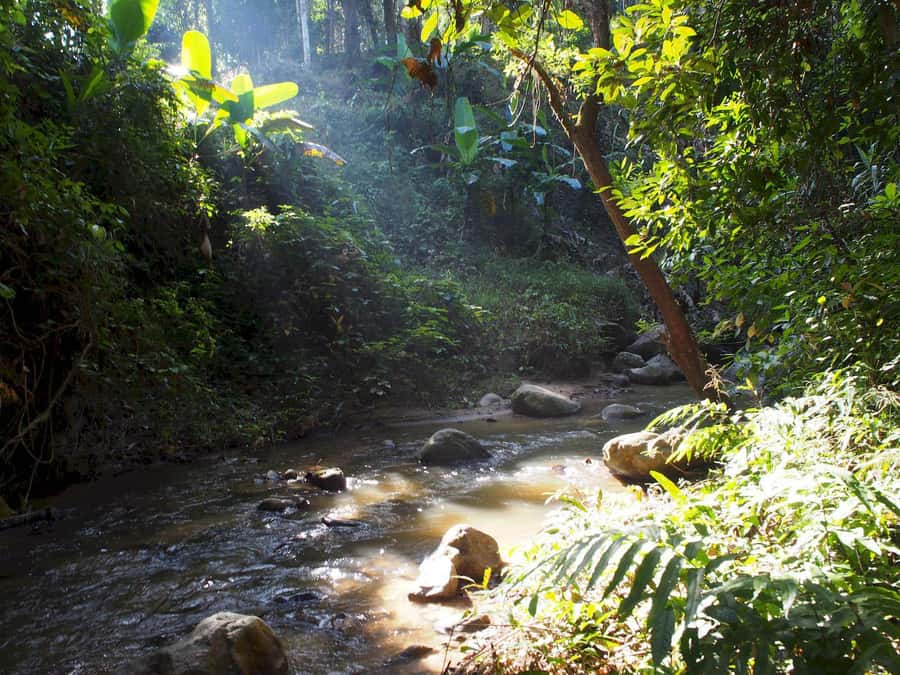Chiang Mai: Chiang Dao Caves and Jungle Trek with Lunch - Hot Springs: Warm Water After Mud and River Steps