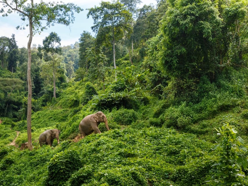 Chiang Mai: Doi Inthanon Park and Pha Dok Siew Trail Trek - Key highlights you’ll actually care about
