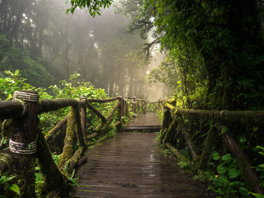 Chiang Mai: Doi Inthanon Park and Pha Dok Siew Trail Trek - Pha Dok Siew Nature Trail: the guided jungle walk you’ll remember