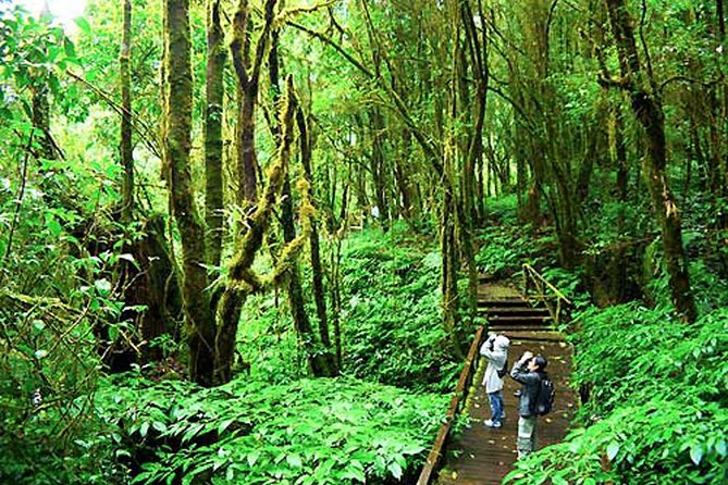 CHIANG MAI: Doi Inthanon-Trekking Keiw Mae Pan-Waterfall-Lunch - Stop 2: Kew Mae Pan Nature Trail hike (2.78 km, but plan for stairs)