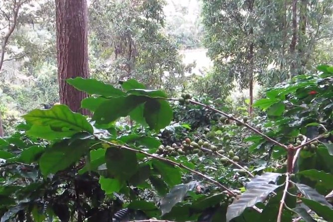CHIANG MAI: Doi Inthanon-Trekking Pha Dok Seaw-Waterfall-Lunch - Time management: why this is a long 9-hour day