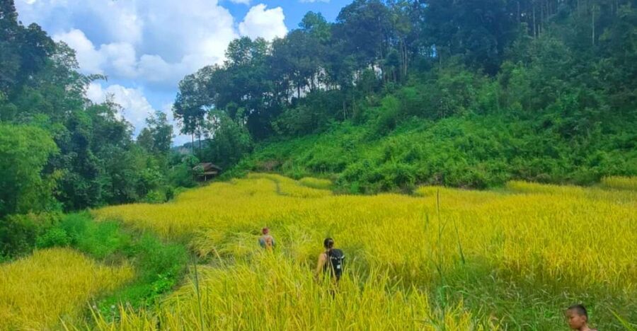 Chiang Mai: Elephant Sanctuary & Jungle Trek w/ Waterfall - Key highlights you’ll actually notice