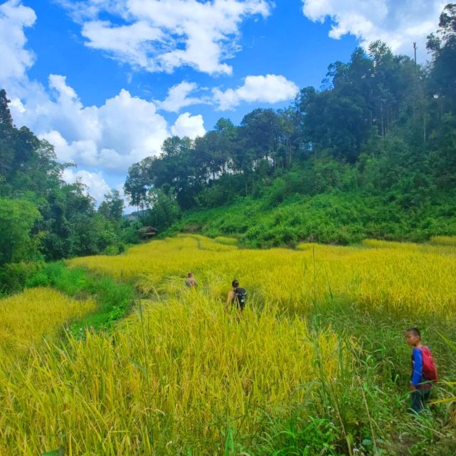 Chiang Mai: Elephant Sanctuary & Jungle Trek w/ Waterfall - Pickup, van time, and what that means for your day