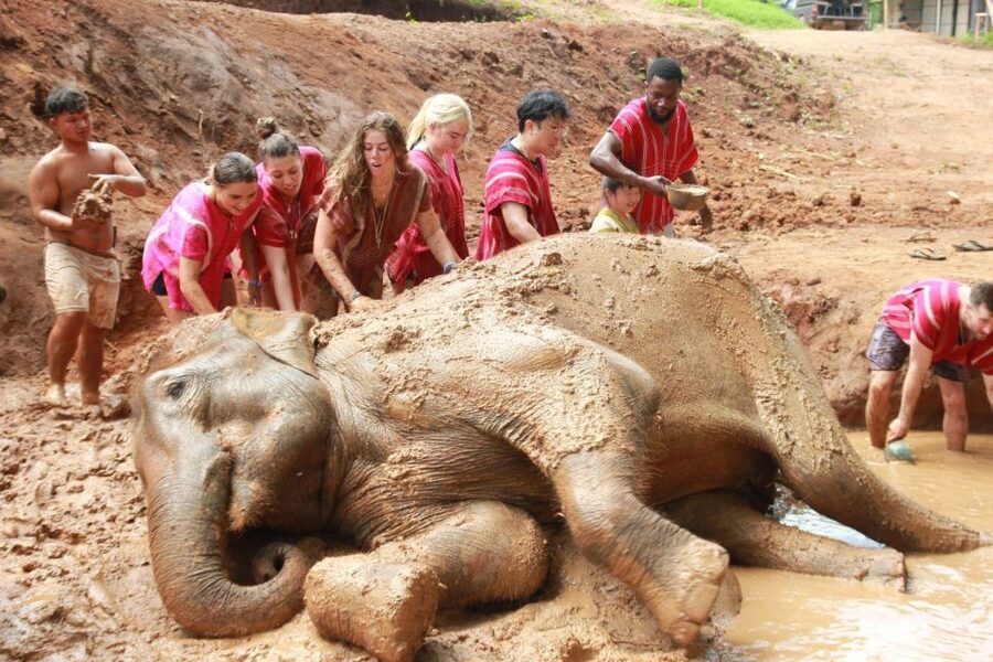Chiang Mai: Full-Day Kerchor Elephant Eco Park Tour & Trek - Key points before you go