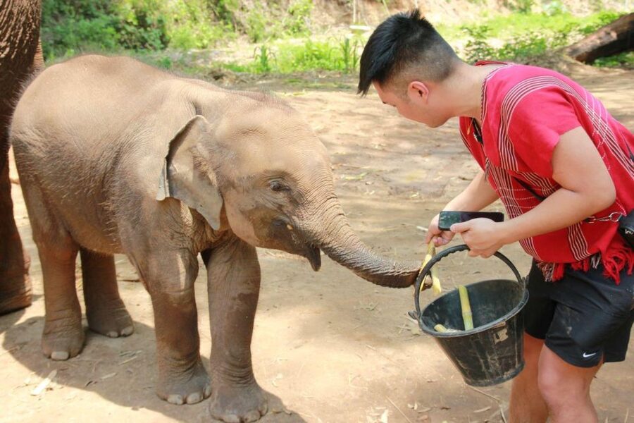 Chiang Mai: Full-Day Kerchor Elephant Eco Park Tour & Trek - Price and value: is $57 a good deal for this day?