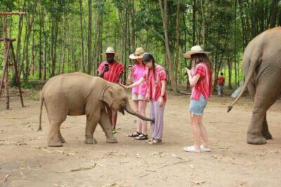 Chiang Mai: Full-Day Kerchor Elephant Eco Park Tour & Trek - Getting to the start in Chiang Mai: pickup realities
