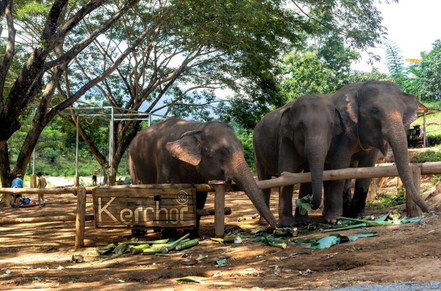 Chiang Mai: Full-Day Kerchor Elephant Eco Park Tour & Trek - Making elephant herbal medicine and feeding sugar cane