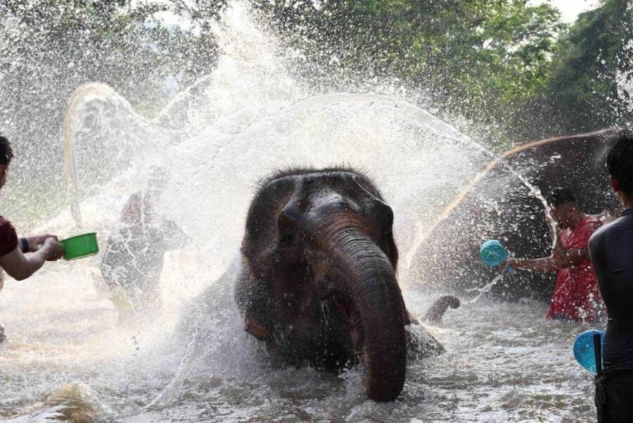 Chiang Mai: Full-Day Kerchor Elephant Eco Park Tour & Trek - Waterfall trek: steep steps, slippery rocks, and a refreshing payoff