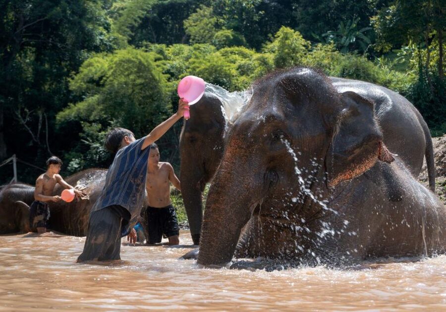 Chiang Mai: Full-Day Kerchor Elephant Eco Park Tour & Trek - Bamboo rafting on a life jacket: cold water, mud, and real fun